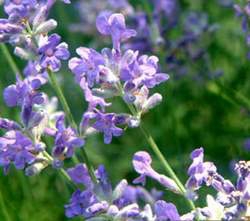 Quinfica: ALUCEMA FLORES ENTERAS