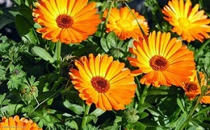 Quinfica: CALENDULA HIERBA POLVO